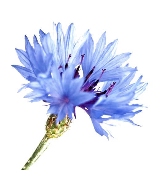 Cornflowers - Uses in Natural Beauty and Skincare