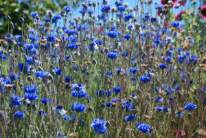 Herb & Hedgerow » For people who love & make botanical skincareCornflowers - Uses in Natural Beauty and Skincare - Herb & Hedgerow Herb & Hedgerow » For people who love & make botanical skincareCornflowers - Uses in Natural Beauty and Skincare - Herb & Hedgerow