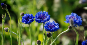 Herb & Hedgerow » For people who love & make botanical skincareCornflowers - Uses in Natural Beauty and Skincare - Herb & Hedgerow Herb & Hedgerow » For people who love & make botanical skincareCornflowers - Uses in Natural Beauty and Skincare - Herb & Hedgerow