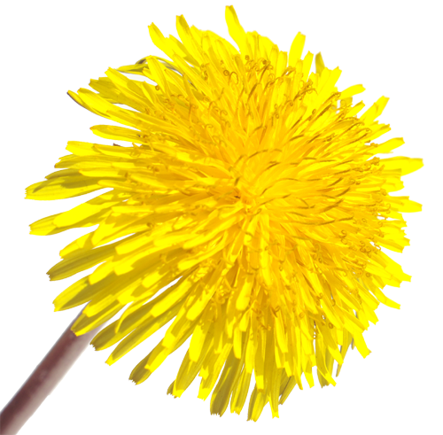 Dandelion Natural Skincare