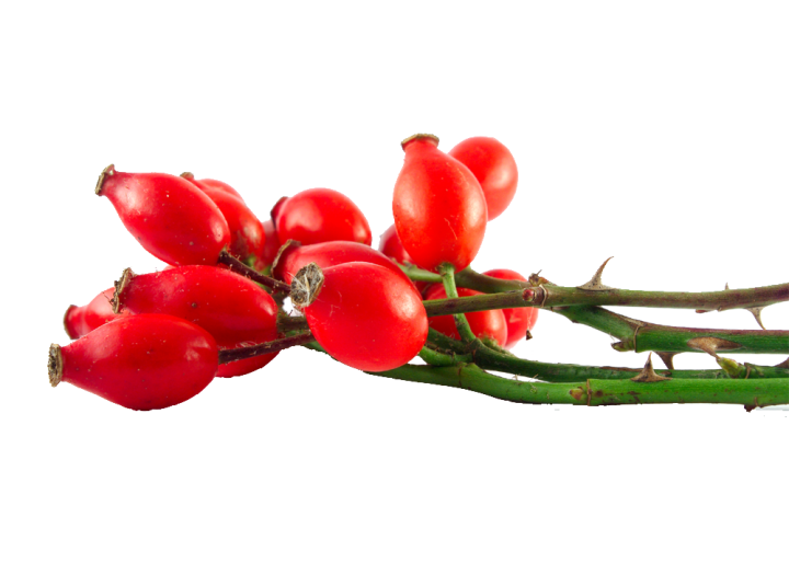 Rosehips - Uses in Natural Beauty and Skincare
