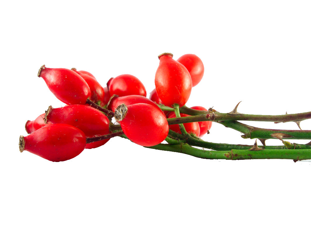 Herb & Hedgerow » For people who love & make botanical skincareRosehips
