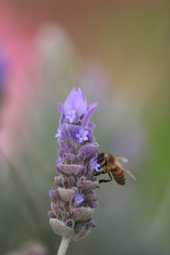 Lavender bee - Herb & Hedgerow