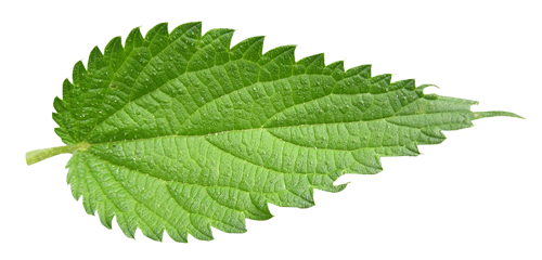 http://www.herbhedgerow.co.uk/herb/wp-content/uploads/2013/04/Nettle-Leaf.png