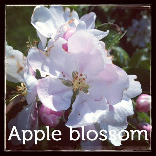 Apple blossom in the orchard