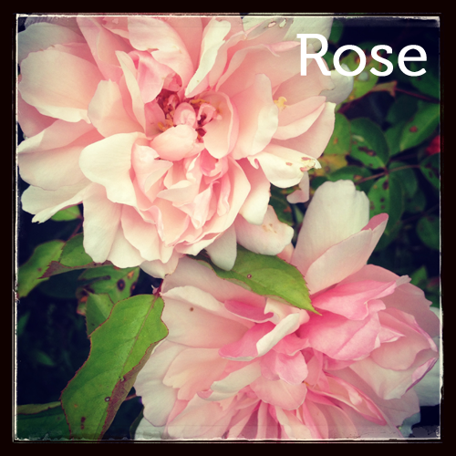 Rose in the herb garden