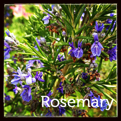 Rosemary in bloom in the herb garden