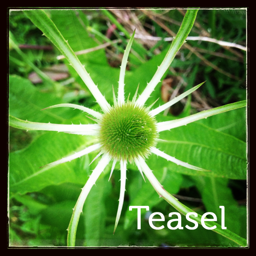 Teasel in the herb garden