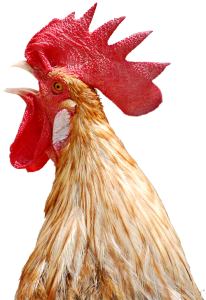 Rooster Hyaluronic Acid
