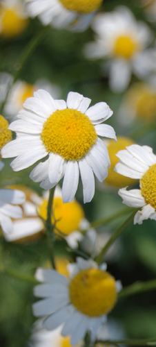 Chamomile Skincare