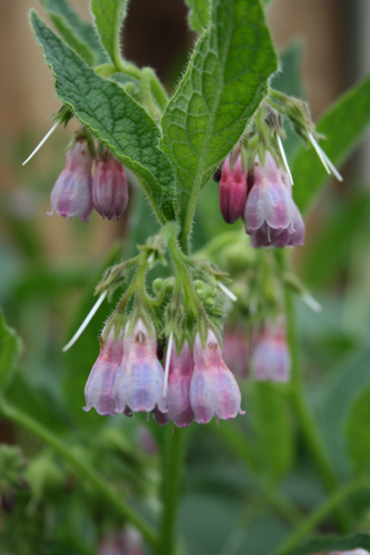 Comfrey Allantoin Cosmeceutical