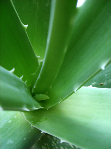 Aloe vera