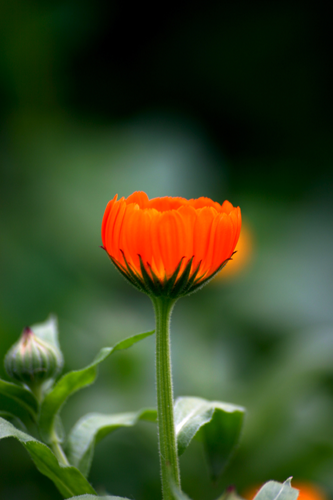 Calendula Natural Skincare