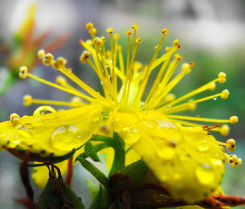 St John's Wort Natural Skincare