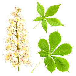 Herb & Hedgerow » For people who love & make botanical
